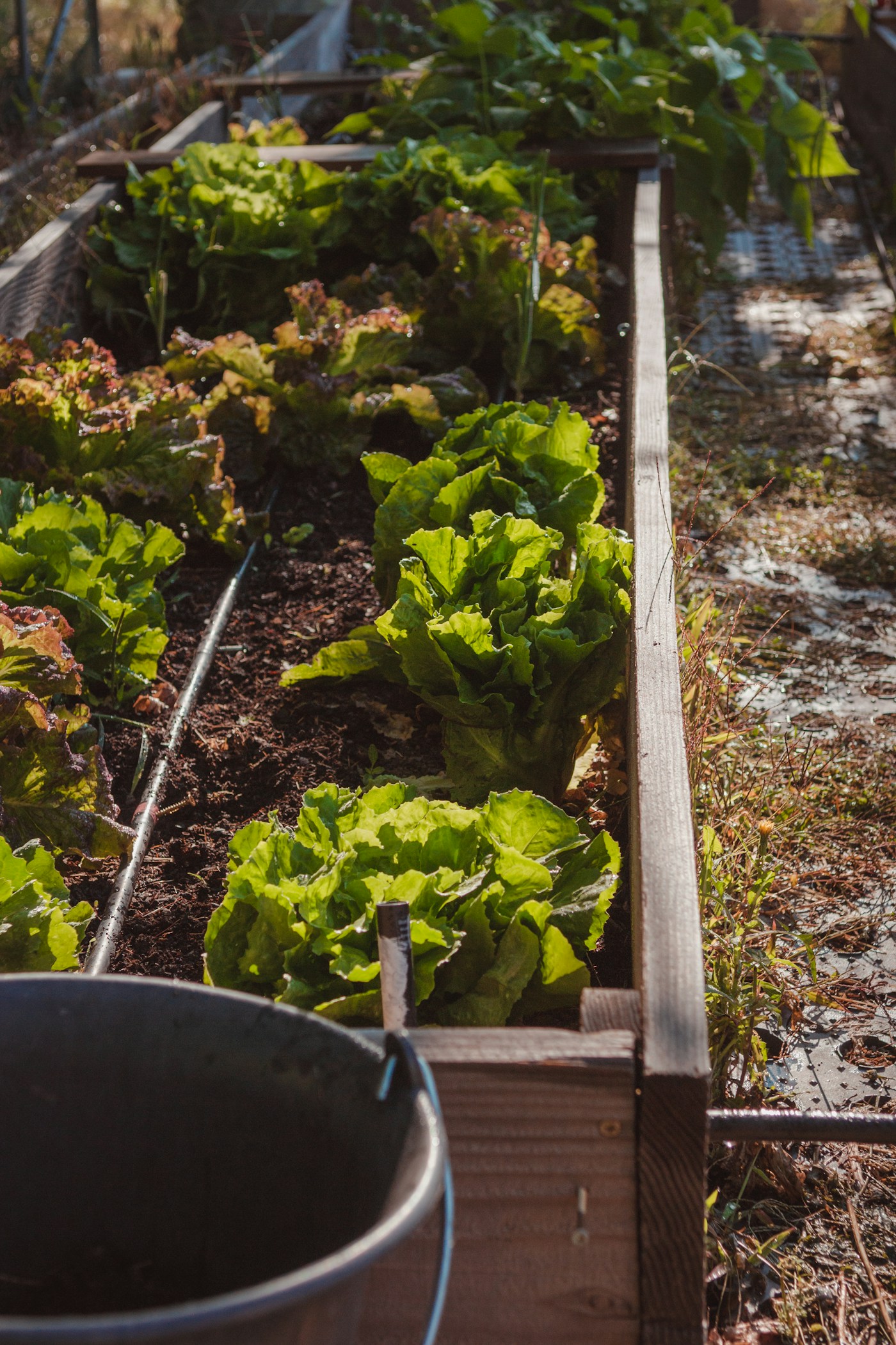 Our farm & kitchen